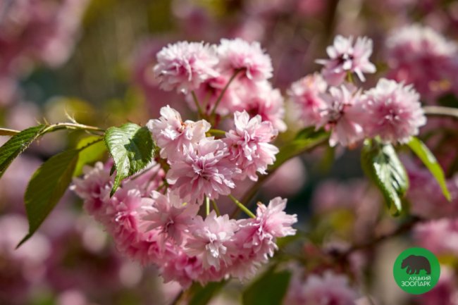 У Луцькому зоопарку зацвіли сакури. ФОТО