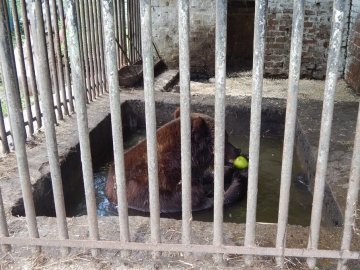 У зоопарку Луцька ведмедів рятують від спеки фруктовими коктейлями. ФОТО 