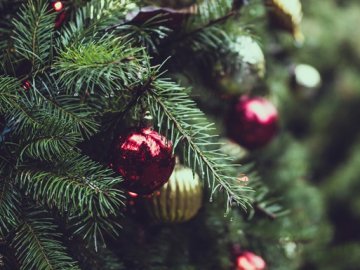 На Волині патрульні затримали вантажівку із «підпільними» ялинками