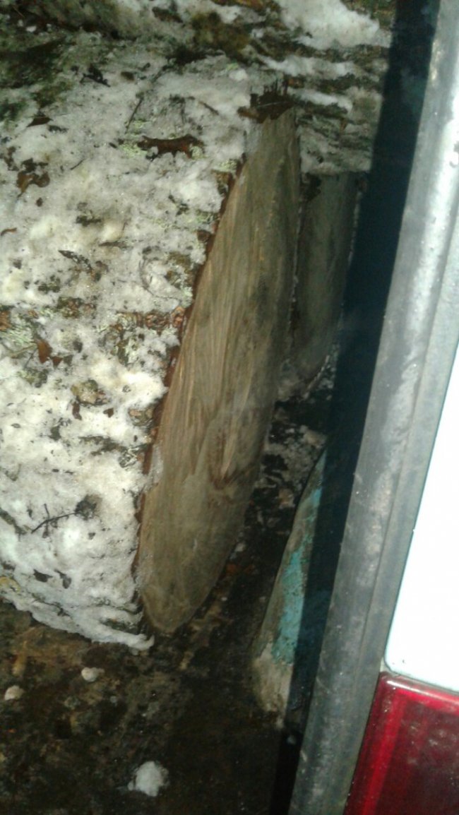 На Волині затримали бус із краденими дубовими колодами