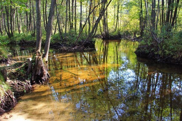 Лісова пісня озерного Полісся. ФОТО