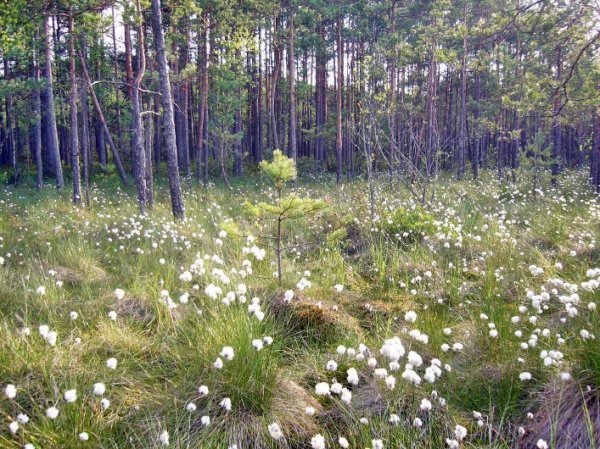 Лісова пісня озерного Полісся. ФОТО