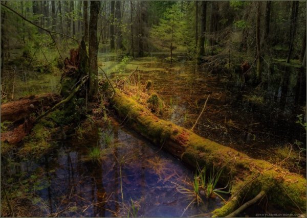 Лісова пісня озерного Полісся. ФОТО