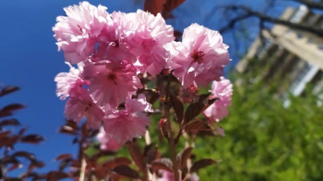 Із луцького скверу поцупили сакури 