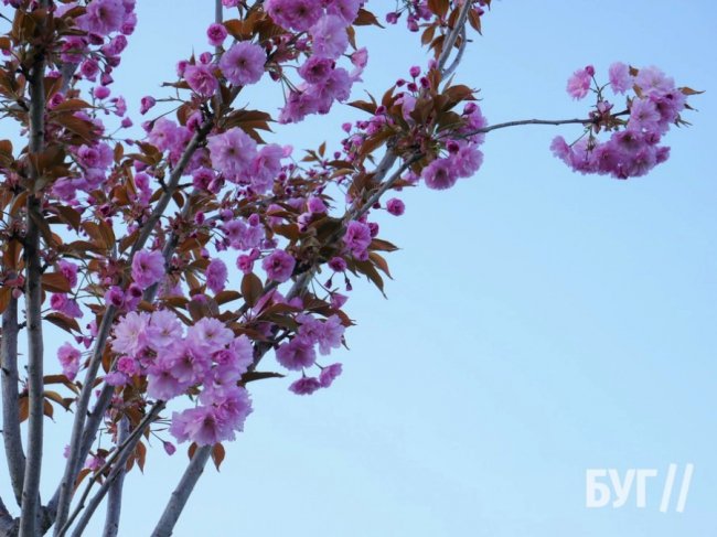 У місті на Волині висадили сакури