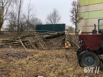 На Волині вітер повалив дерево, що пошкодило автівку. ФОТО