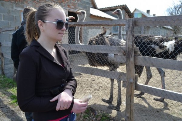 Волинянин п'ять років вирощує страусів