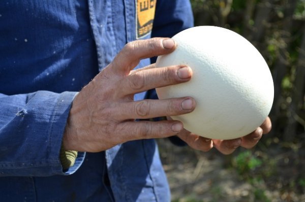 Волинянин п'ять років вирощує страусів