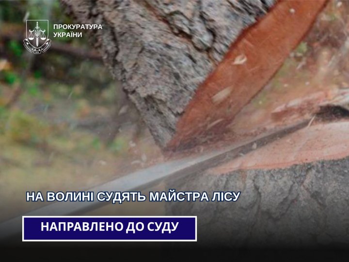 Дерево впало на робітника: на Волині судять майстра лісу