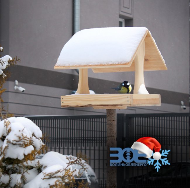 На території управління «Волиньобленерго» живе родина сов. ФОТО