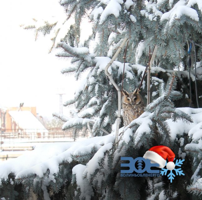 На території управління «Волиньобленерго» живе родина сов. ФОТО