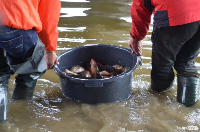 Щука, короп і судак: у луцький Стир випустили тисячі рибин. ФОТО