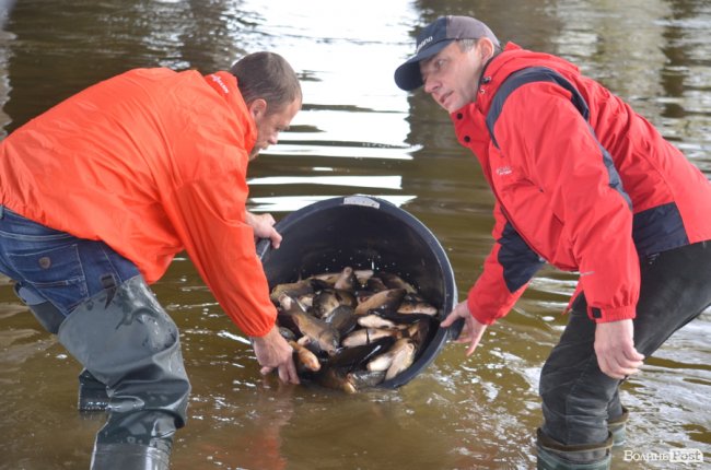 Щука, короп і судак: у луцький Стир випустили тисячі рибин. ФОТО