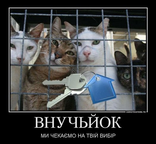 Бабуся і кіт: фотожабоманія триває. ФОТО