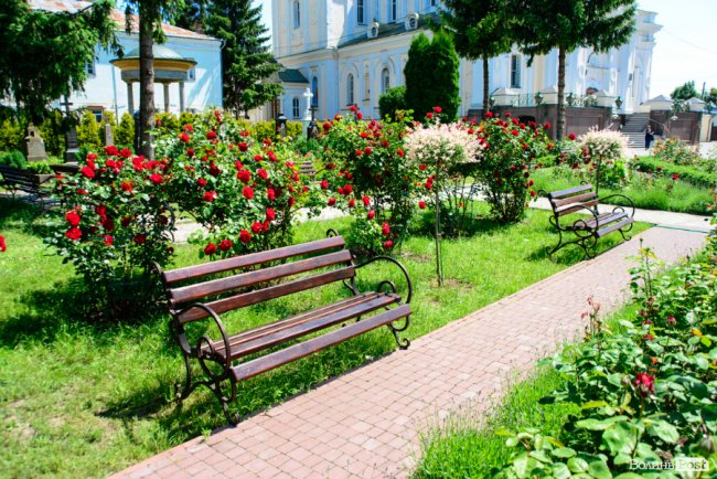 Літні пахощі: головний собор Луцька тоне в трояндах. ФОТОРЕПОРТАЖ