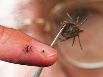 Як правильно витягувати кліща: поради фахівця. ВІДЕО