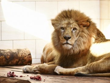Помер найбільший лев Луцького зоопарку