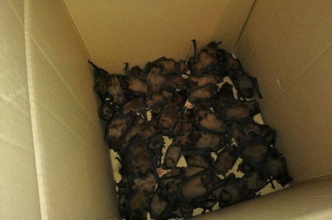 Волинян закликають допомогти повернути додому кажанів, які зимували у щілинах вікон. ФОТО