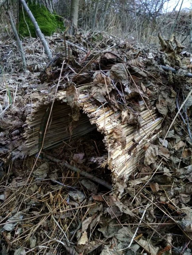 На острові, що посеред Світязю, з'явилися штучні гнізда для качок. ФОТО