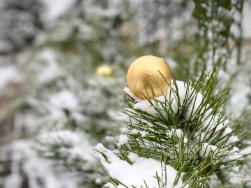 Куди подіти новорічну ялинку: інструкція від лісівників