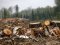 На Волині лісівник дозволив незаконно вирізати дерев на 777 тисяч гривень