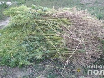 У районі на Волині виявили плантацію конопель