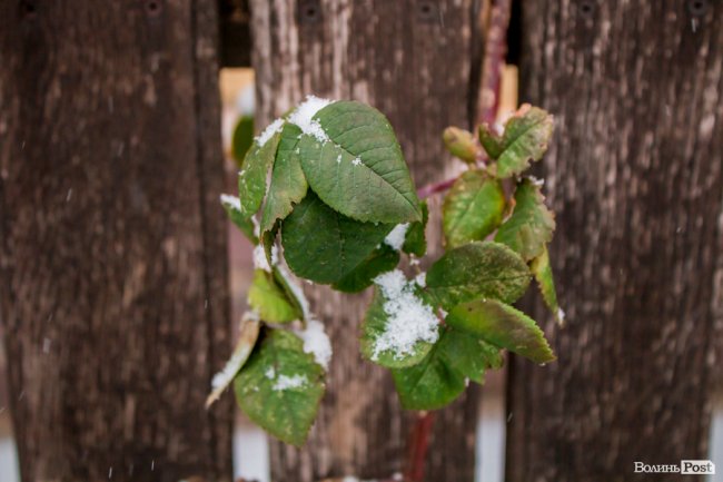 Засніжений Луцьк. ФОТОРЕПОРТАЖ