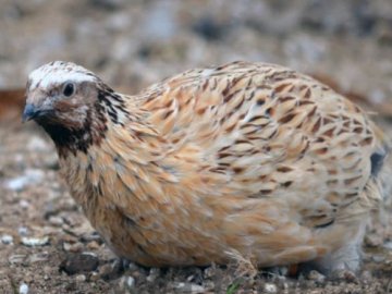 Волинянка розводить перепілок, які несуть голубі яйця. ВІДЕО