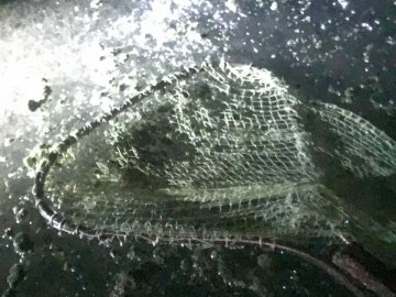 На Волині браконьєри виловлюють рідкісні водорості з озера Світязь. ФОТО