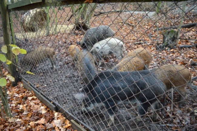 На Старовижівщині відновлюють популяцію диких кабанів