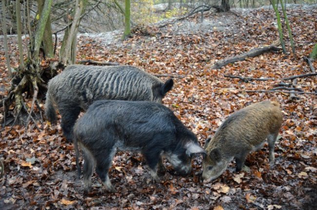 На Старовижівщині відновлюють популяцію диких кабанів