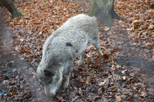 На Старовижівщині відновлюють популяцію диких кабанів