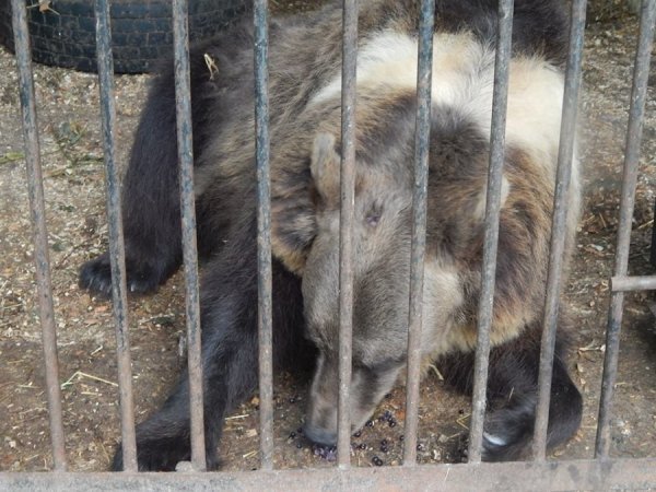 У зоопарку Луцька ведмедів рятують від спеки фруктовими коктейлями. ФОТО 