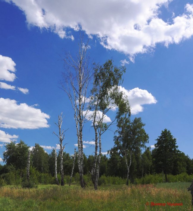 «Планета Замлиння»: краса волинської природи на фото