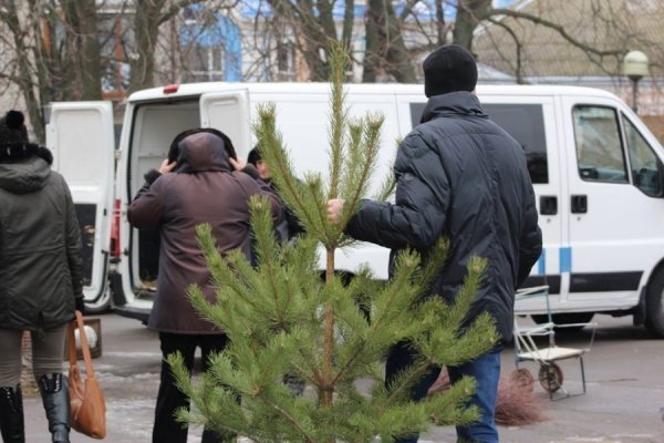Мед, ялинки, кролі: як ярмаркували у Володимирі