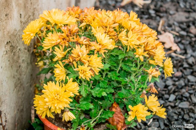 Тепло для чотирилапих: лісівники забезпечили дровами луцьку «Ласку». ФОТО