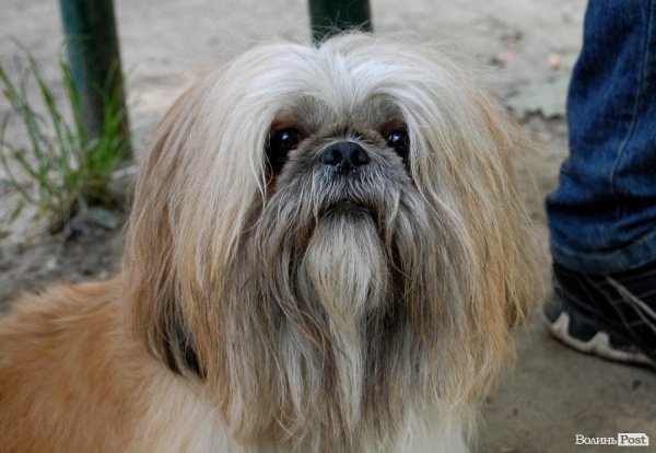 «Шукаємо свої речі серед сміття», – мешканці зруйнованих квартир