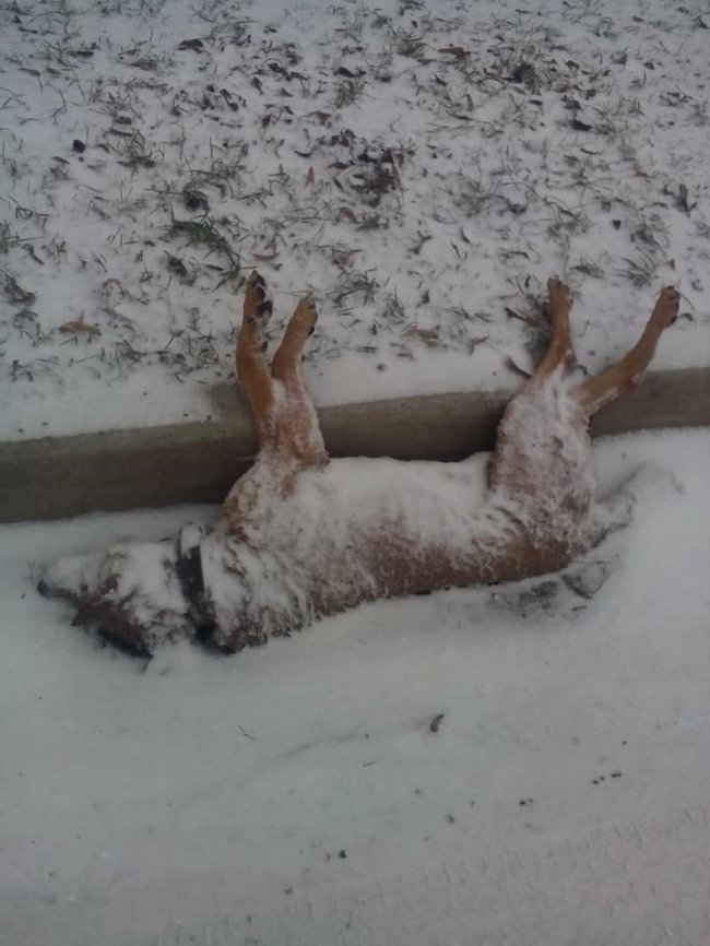 У Ковелі чотири дні не прибирають труп собаки. ФОТО 18+