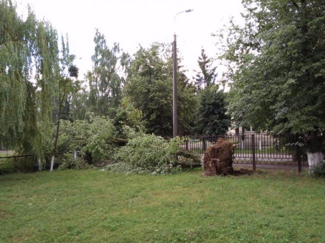 Буревій вивернув дерево на території ЛНТУ