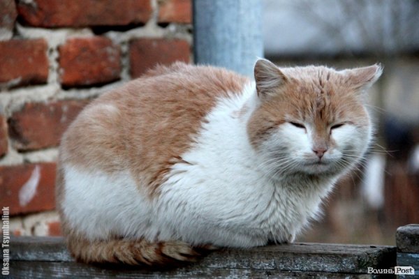 Фотовиставка Оксани Цимбалюк 