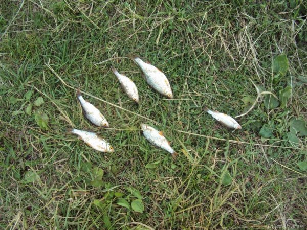 Браконьєрів піймали, рибу – забрали