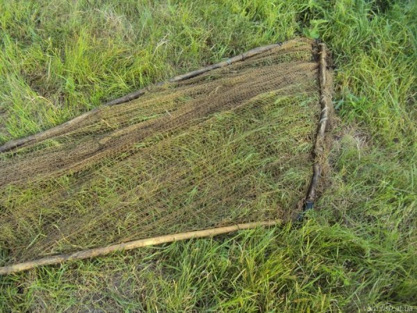 Браконьєрів піймали, рибу – забрали