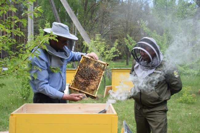 Волинські лісівники працюють над розвитком медової справи. ФОТО
