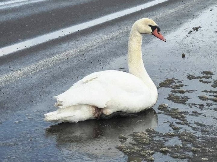 Помітили виснаженого птаха на узбіччі дороги: на Волині врятували лебедя