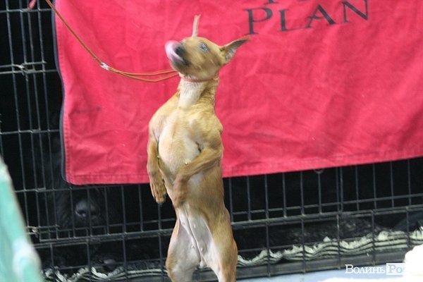 У Луцьку – виставка собак. ФОТО