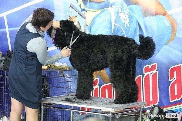 У Луцьку – виставка собак. ФОТО