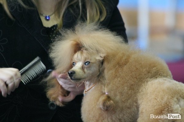 У Луцьку – виставка собак. ФОТО