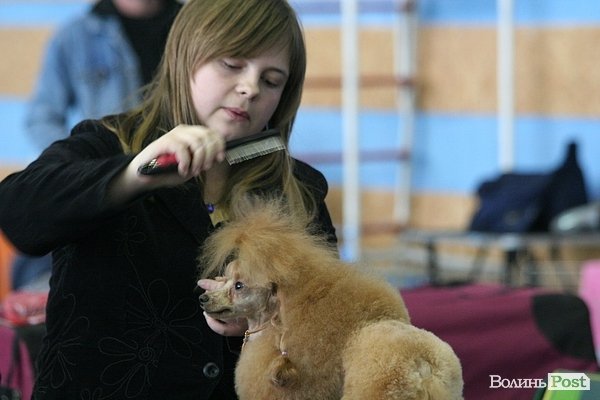 У Луцьку – виставка собак. ФОТО
