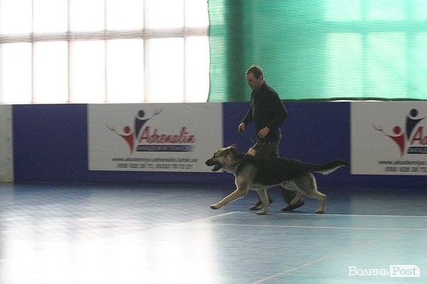 У Луцьку – виставка собак. ФОТО