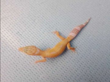 Гекони, птахоїди, таргани: яких екзотичних тваринок можна купити у Луцьку